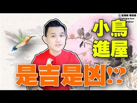 自來鳥|【鳥來家裡】「家中突然來了一隻鳥，你知道它帶來了。